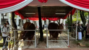 Limousin